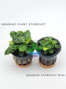 Anubias Giant Stardust